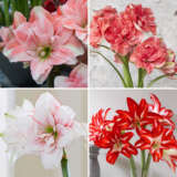 Hippeastrum Double Collection 2 2024 Colhipdc2 - Garden Express Australia