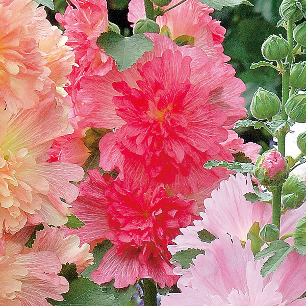 Hollyhock Spring Celebrities Rose