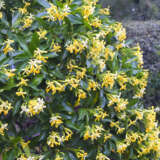 Hymenosporum Gold Nugget - Garden Express Australia