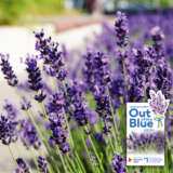 Bright Purple Lavender Flower Closeup In Street Garden Blurred - Garden Express Australia