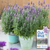 Lavender Out Of The Blue French P10lavobf - Garden Express Australia