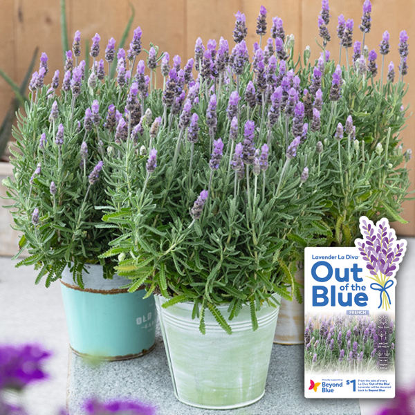 Lavender Out Of The Blue- English