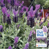 Lavender Out Of The Blue- English