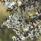 Leptospermum Copper Glow - Garden Express Australia