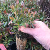 Starter Pack – Leptospermum Copper Glow