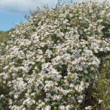 Leptospermum Little Bun - Garden Express Australia