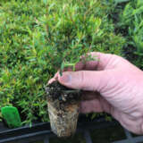 Hedging Pack – Leptospermum Little Bun