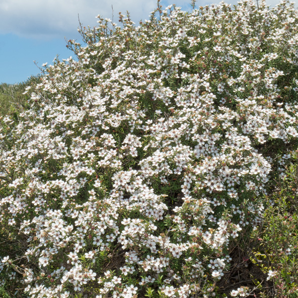 Hedging Pack – Leptospermum Little Bun