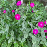 Lychnis Rose Campion P68lycrca - Garden Express Australia