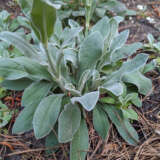 Lychnis Rose Campion