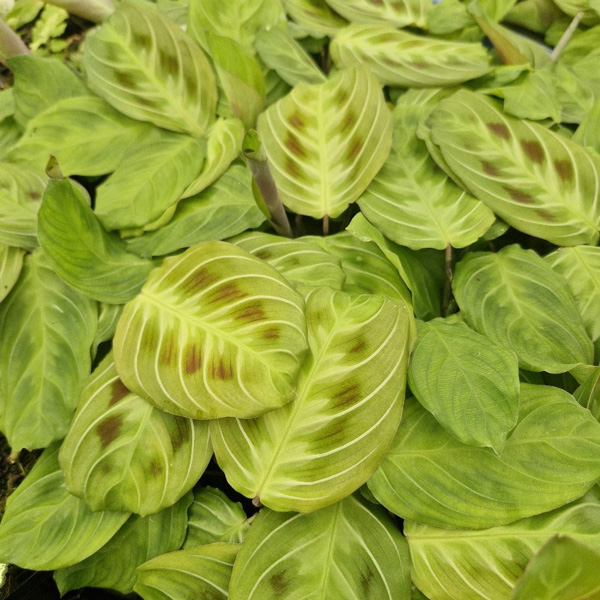 Maranta Cat Moustache