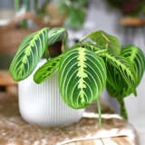 Maranta Lemon Lime P68marlli - Garden Express Australia