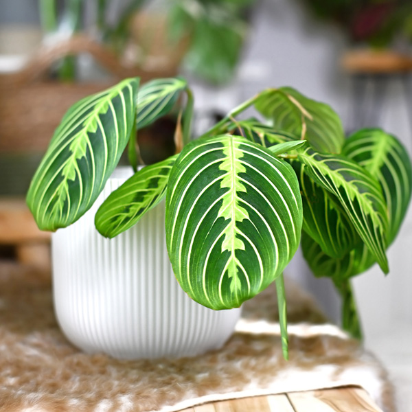 Maranta Lemon Lime - Garden Express