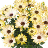 Osteospermum Margarita Lemon