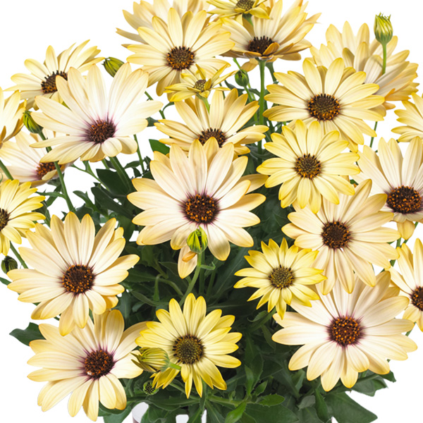 Osteospermum Margarita Lemon