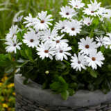 Osteospermum Margarita White