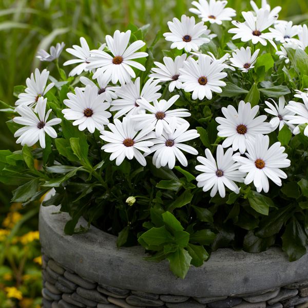 Osteospermum Margarita White