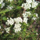 Ozothamnus Radiance - Garden Express Australia