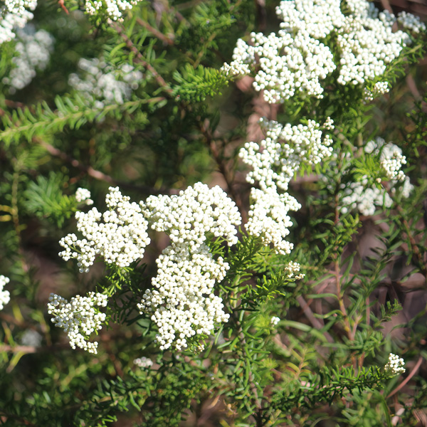 Starter Pack – Ozothamnus Radiance