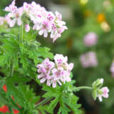 Pelargonium Dr Livingston P68peldlv - Garden Express Australia