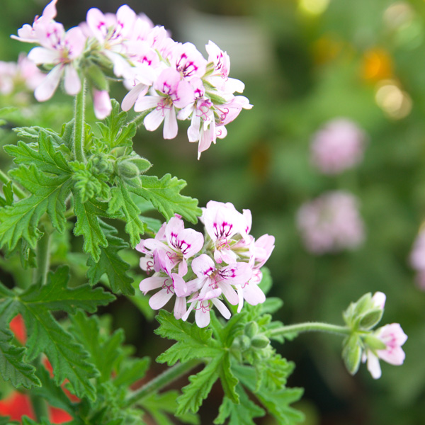 Pelargonium Dr Livingston