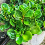 Peperomia Jade P68pepjad - Garden Express Australia