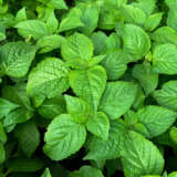 Perennial Basil Lplperbas - Garden Express Australia