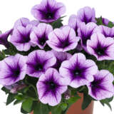 Petunia Durabloom Blue Ice