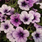 Petunia Durabloom Blue Ice Lplpetdbi - Garden Express Australia