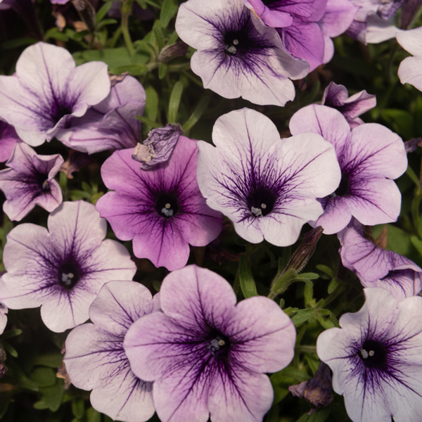 Petunia Durabloom Blue Ice