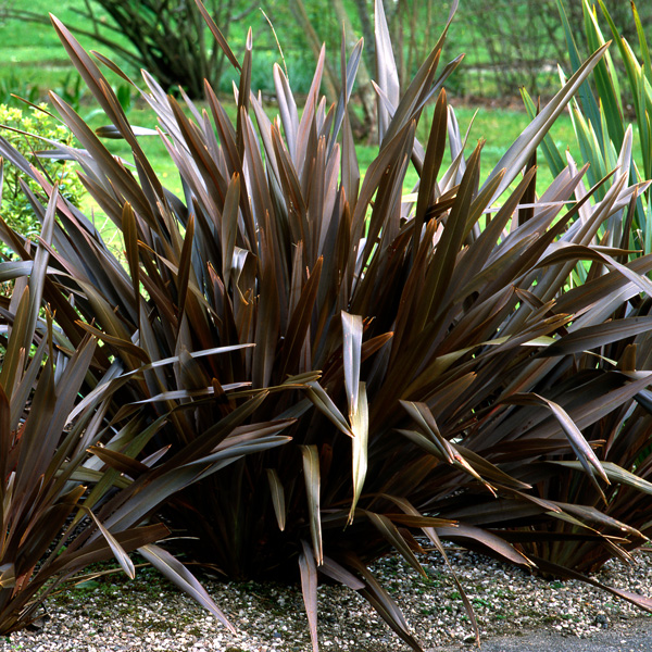 Starter Pack – Phormium Anna Red