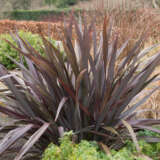 Hedging Pack – Phormium Dark Delight