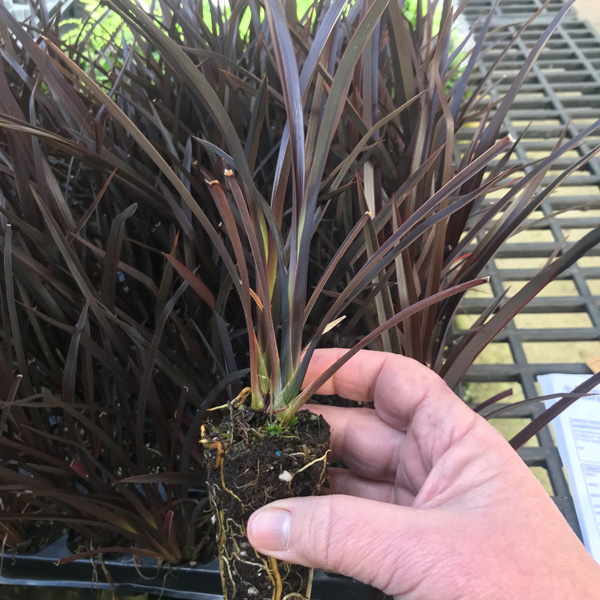 Hedging Pack – Phormium Dark Delight