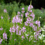 Physostegia Pink