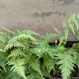 Pteris Tender Brake Fern P75ptebf - Garden Express Australia