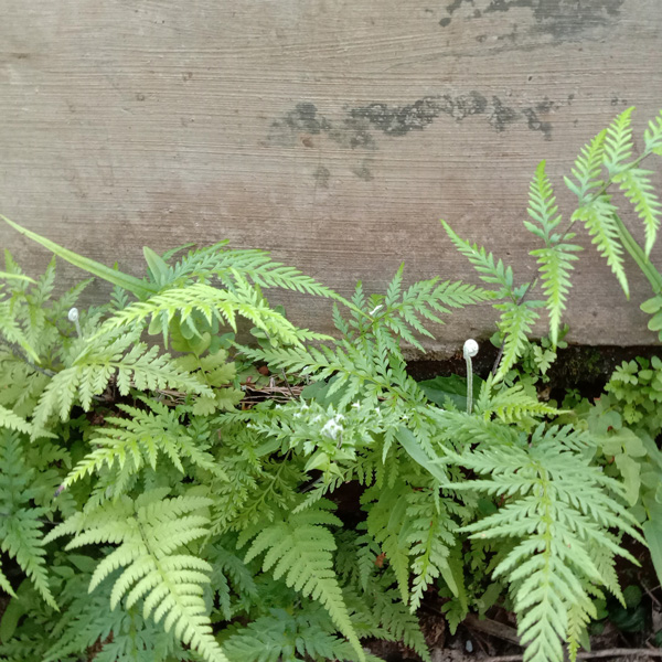 Pteris Tender Brake Fern