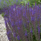 Salvia Ostfriesland P68salost - Garden Express Australia