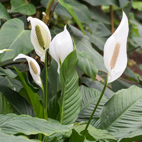 Spathiphyllum Peace Lily Mojo