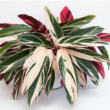 Stromanthe Tricolour P10strtri - Garden Express Australia