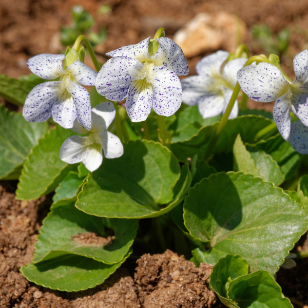 Viola Parma Freckles