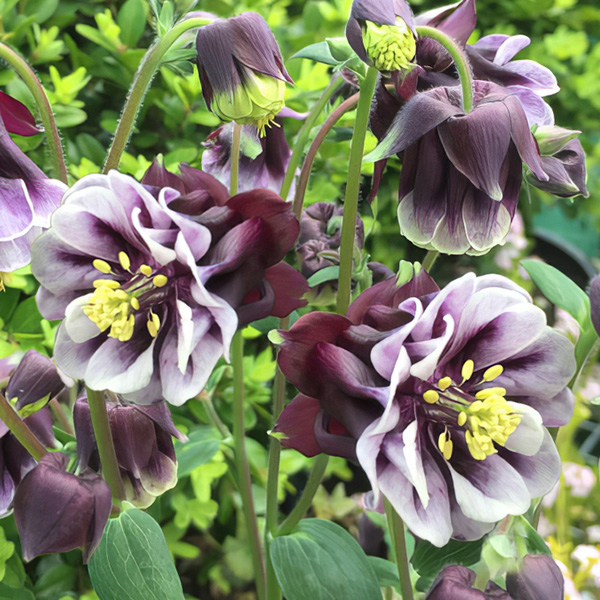 Aquilegia Double Pleat Blackberry