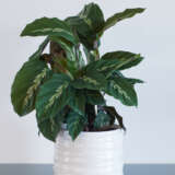 Calathea Maui Queen P68calmqu - Garden Express Australia