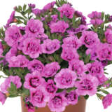 Calibrachoa Aloha Double Dark Pink