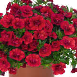 Calibrachoa Aloha Double Red Lplcaladr - Garden Express Australia