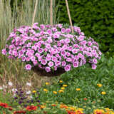 Calibrachoa Aloha Double Soft Pink Eye