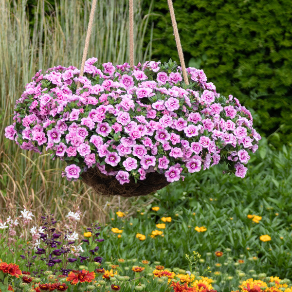 Calibrachoa Aloha Double Soft Pink Eye