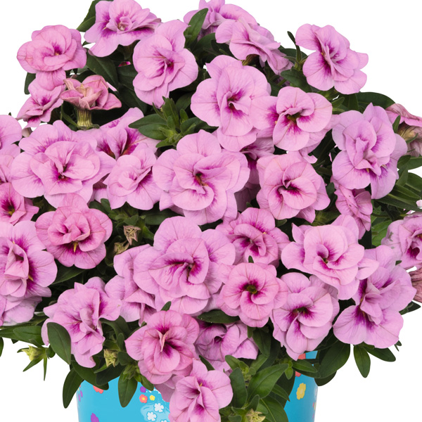 Calibrachoa Aloha Double Soft Pink Eye