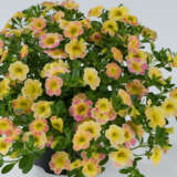 Calibrachoa Aloha Ombre Yellow