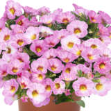 Calibrachoa Aloha Pink Blush