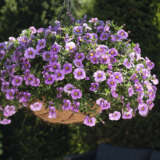 Calibrachoa Aloha Tiki Blue Lplcalatb - Garden Express Australia